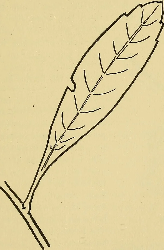An illustration from Things worth doing and how to do them, 1906, leaf 364