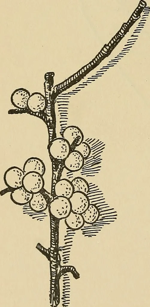 An illustration from Things worth doing and how to do them, 1906, leaf 365