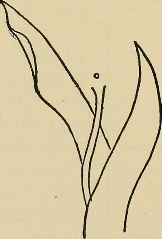 An illustration from Things worth doing and how to do them, 1906, leaf 397
