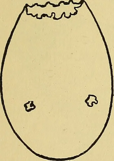 An illustration from Things worth doing and how to do them, 1906, leaf 416