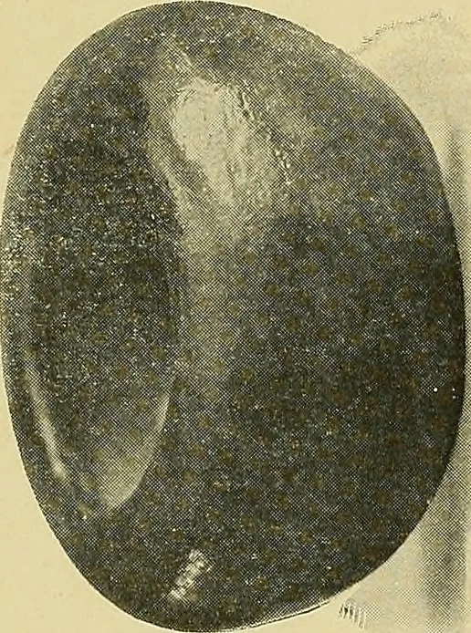 An illustration from Things worth doing and how to do them, 1906, leaf 426