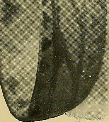 An illustration from Things worth doing and how to do them, 1906, leaf 426