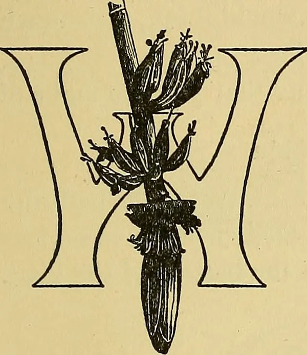 An illustration from Things worth doing and how to do them, 1906, leaf 438