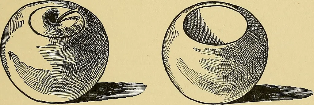 An illustration from Things worth doing and how to do them, 1906, leaf 442
