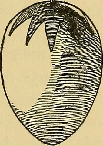 An illustration from Things worth doing and how to do them, 1906, leaf 66