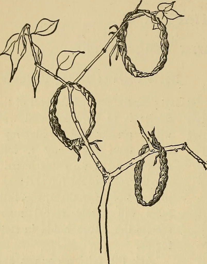 An illustration from Things worth doing and how to do them, 1906, leaf 85