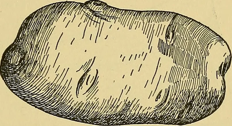 An illustration from Things worth doing and how to do them, 1906, leaf 98
