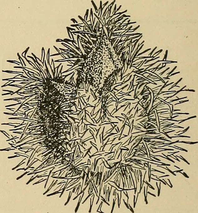 An illustration from Things worth doing and how to do them, 1906, leaf 99