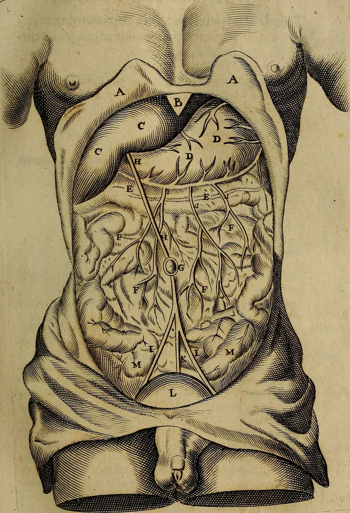 An illustration from Thomae Bartholini Archiatri Danici, Anatome quartum renovata : non tantum ex Institutionibus b.m. parentis, Caspari Bartholini, sed etiam ex omnium cùm veterum, tum recentiorum observationibus, ad circulationem Harveianam, & vasa lymphatica directis : cum iconibus novis et indicibus, 1684, leaf 100