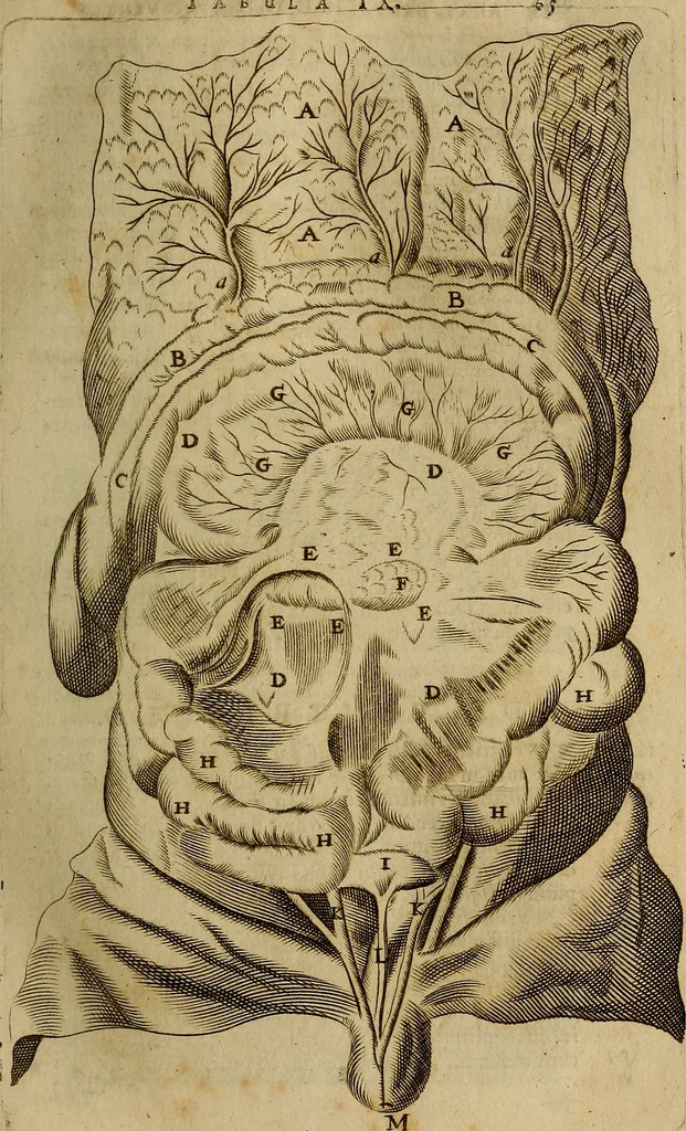 An illustration from Thomae Bartholini Archiatri Danici, Anatome quartum renovata : non tantum ex Institutionibus b.m. parentis, Caspari Bartholini, sed etiam ex omnium cùm veterum, tum recentiorum observationibus, ad circulationem Harveianam, & vasa lymphatica directis : cum iconibus novis et indicibus, 1684, leaf 102