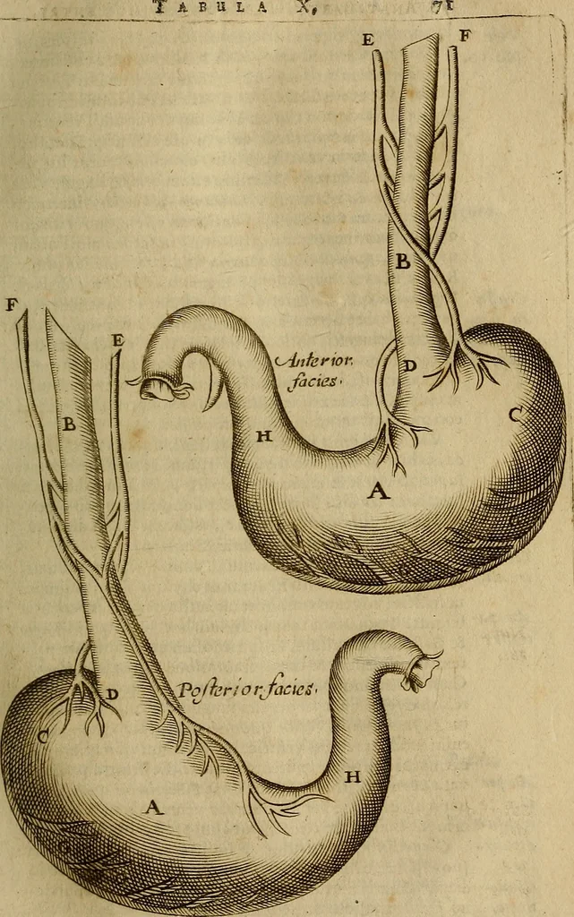 An illustration from Thomae Bartholini Archiatri Danici, Anatome quartum renovata : non tantum ex Institutionibus b.m. parentis, Caspari Bartholini, sed etiam ex omnium cùm veterum, tum recentiorum observationibus, ad circulationem Harveianam, & vasa lymphatica directis : cum iconibus novis et indicibus, 1684, leaf 108