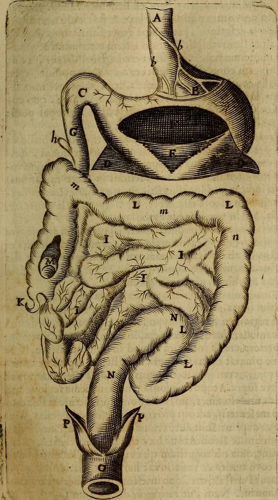 An illustration from Thomae Bartholini Archiatri Danici, Anatome quartum renovata : non tantum ex Institutionibus b.m. parentis, Caspari Bartholini, sed etiam ex omnium cùm veterum, tum recentiorum observationibus, ad circulationem Harveianam, & vasa lymphatica directis : cum iconibus novis et indicibus, 1684, leaf 120