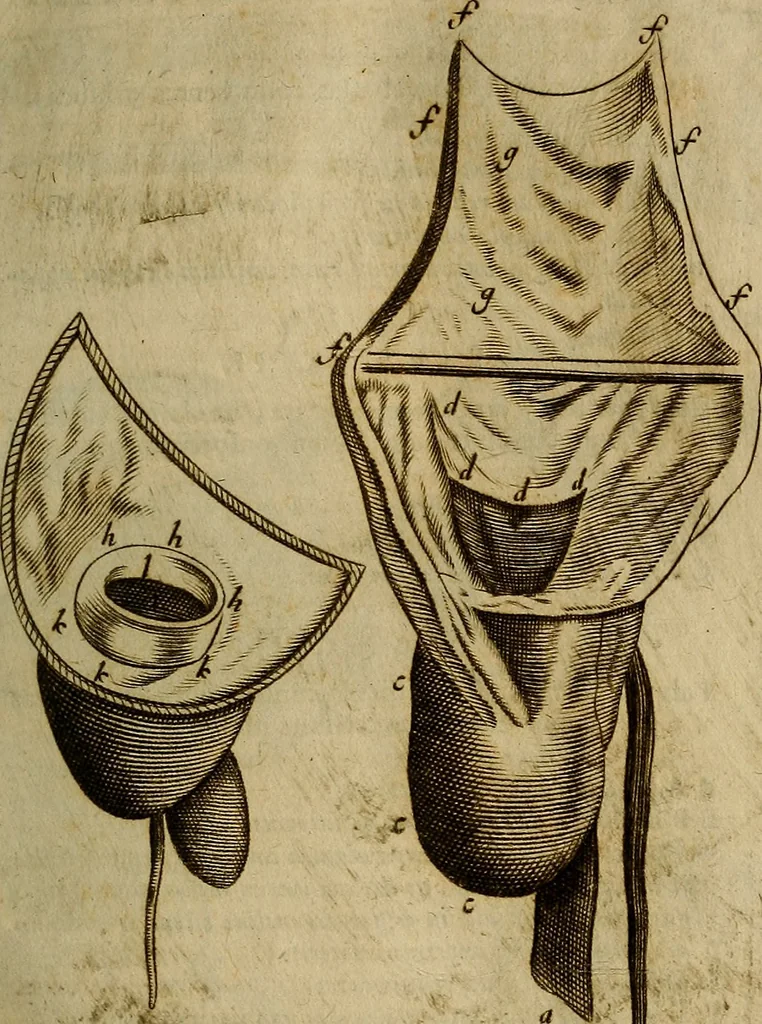 An illustration from Thomae Bartholini Archiatri Danici, Anatome quartum renovata : non tantum ex Institutionibus b.m. parentis, Caspari Bartholini, sed etiam ex omnium cùm veterum, tum recentiorum observationibus, ad circulationem Harveianam, & vasa lymphatica directis : cum iconibus novis et indicibus, 1684, leaf 130