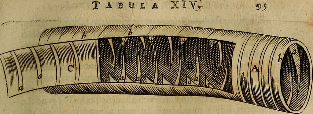 An illustration from Thomae Bartholini Archiatri Danici, Anatome quartum renovata : non tantum ex Institutionibus b.m. parentis, Caspari Bartholini, sed etiam ex omnium cùm veterum, tum recentiorum observationibus, ad circulationem Harveianam, & vasa lymphatica directis : cum iconibus novis et indicibus, 1684, leaf 132