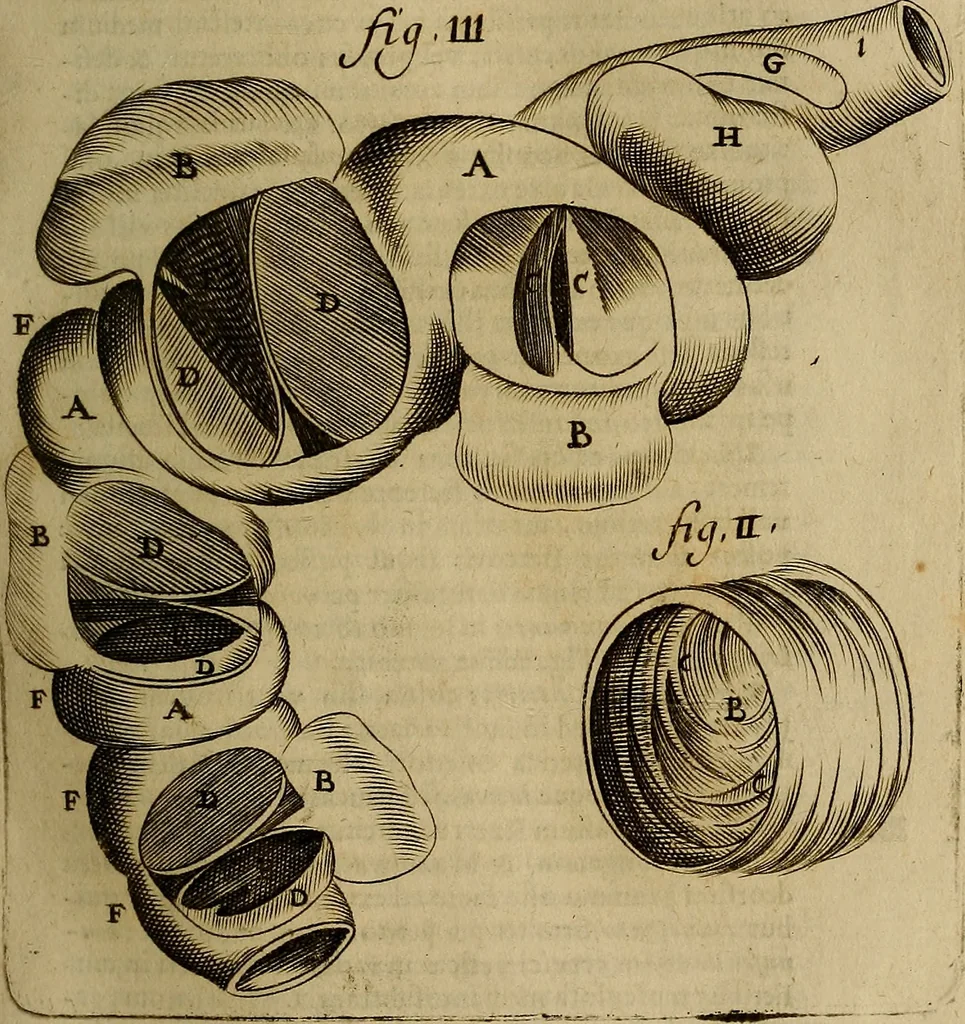 An illustration from Thomae Bartholini Archiatri Danici, Anatome quartum renovata : non tantum ex Institutionibus b.m. parentis, Caspari Bartholini, sed etiam ex omnium cùm veterum, tum recentiorum observationibus, ad circulationem Harveianam, & vasa lymphatica directis : cum iconibus novis et indicibus, 1684, leaf 132