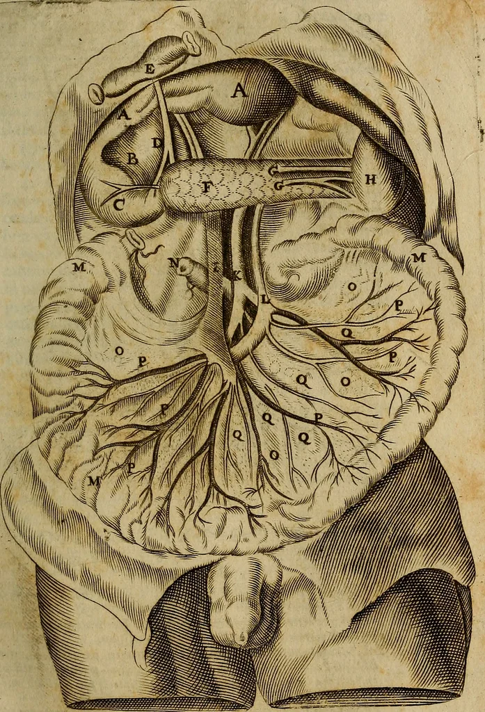 An illustration from Thomae Bartholini Archiatri Danici, Anatome quartum renovata : non tantum ex Institutionibus b.m. parentis, Caspari Bartholini, sed etiam ex omnium cùm veterum, tum recentiorum observationibus, ad circulationem Harveianam, & vasa lymphatica directis : cum iconibus novis et indicibus, 1684, leaf 138