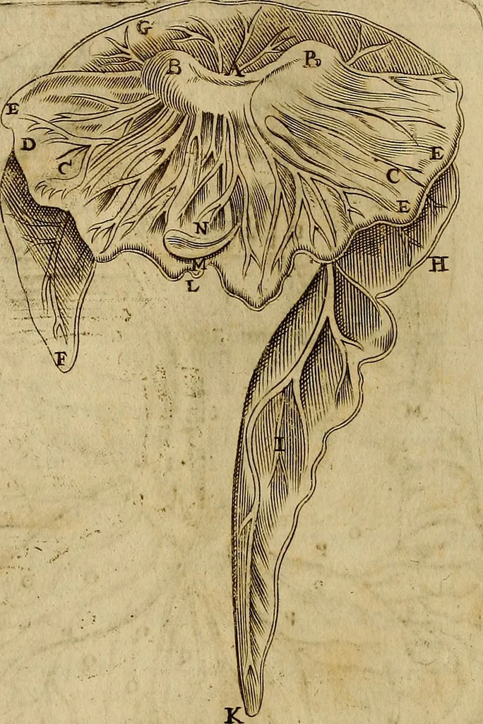 An illustration from Thomae Bartholini Archiatri Danici, Anatome quartum renovata : non tantum ex Institutionibus b.m. parentis, Caspari Bartholini, sed etiam ex omnium cùm veterum, tum recentiorum observationibus, ad circulationem Harveianam, & vasa lymphatica directis : cum iconibus novis et indicibus, 1684, leaf 139
