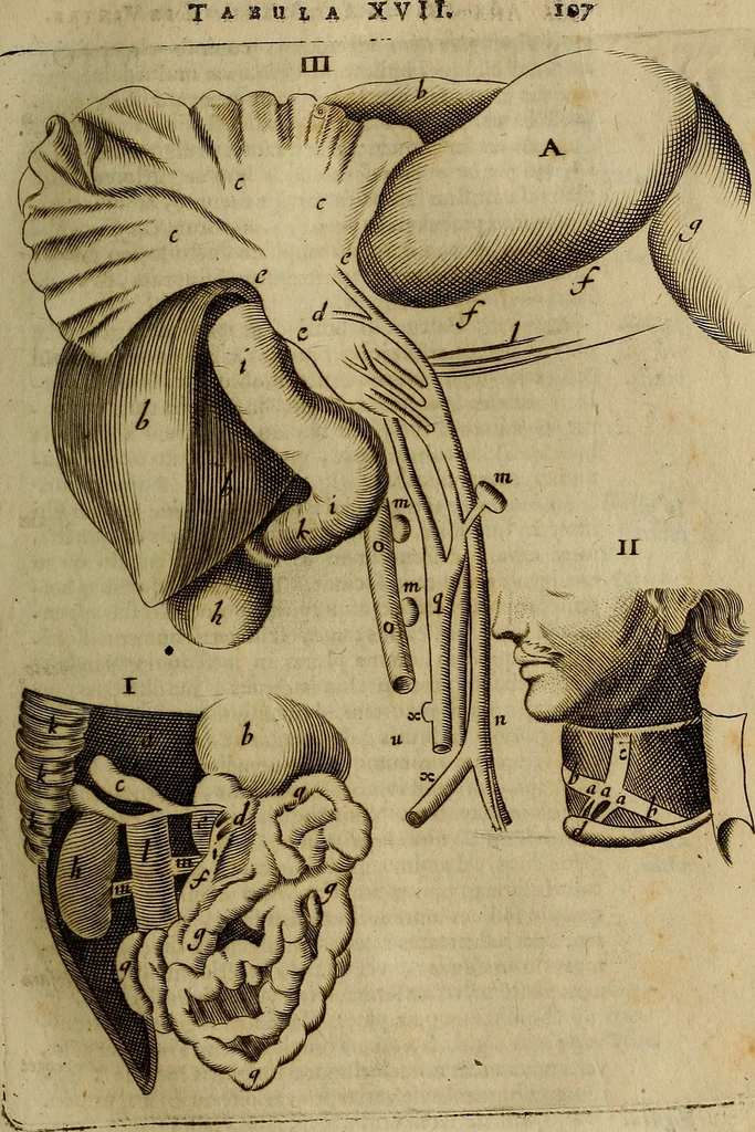 An illustration from Thomae Bartholini Archiatri Danici, Anatome quartum renovata : non tantum ex Institutionibus b.m. parentis, Caspari Bartholini, sed etiam ex omnium cùm veterum, tum recentiorum observationibus, ad circulationem Harveianam, & vasa lymphatica directis : cum iconibus novis et indicibus, 1684, leaf 144