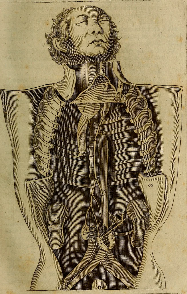An illustration from Thomae Bartholini Archiatri Danici, Anatome quartum renovata : non tantum ex Institutionibus b.m. parentis, Caspari Bartholini, sed etiam ex omnium cùm veterum, tum recentiorum observationibus, ad circulationem Harveianam, & vasa lymphatica directis : cum iconibus novis et indicibus, 1684, leaf 148