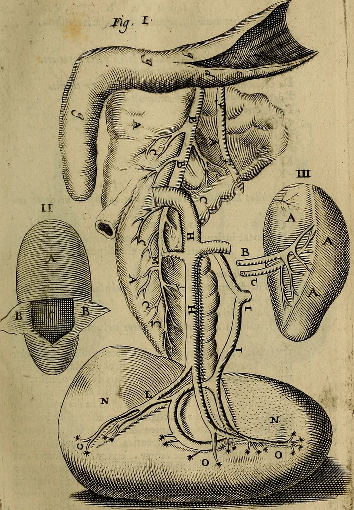 An illustration from Thomae Bartholini Archiatri Danici, Anatome quartum renovata : non tantum ex Institutionibus b.m. parentis, Caspari Bartholini, sed etiam ex omnium cùm veterum, tum recentiorum observationibus, ad circulationem Harveianam, & vasa lymphatica directis : cum iconibus novis et indicibus, 1684, leaf 158