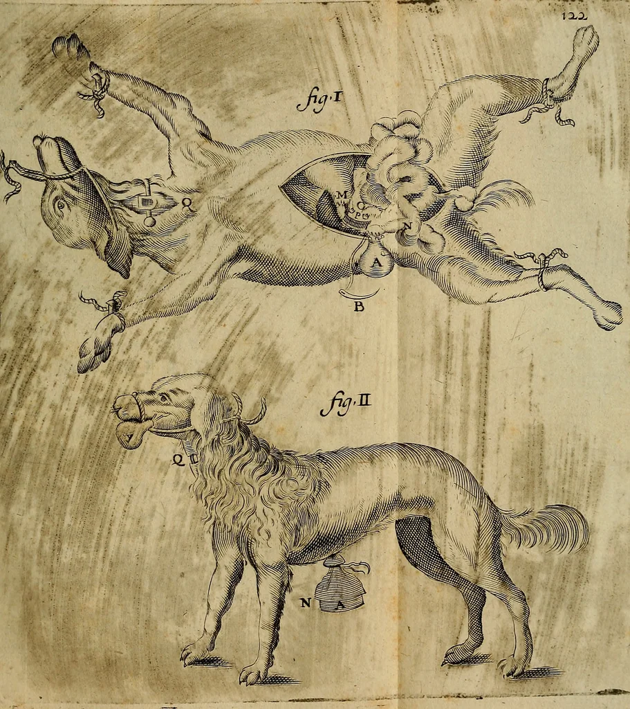 An illustration from Thomae Bartholini Archiatri Danici, Anatome quartum renovata : non tantum ex Institutionibus b.m. parentis, Caspari Bartholini, sed etiam ex omnium cùm veterum, tum recentiorum observationibus, ad circulationem Harveianam, & vasa lymphatica directis : cum iconibus novis et indicibus, 1684, leaf 162