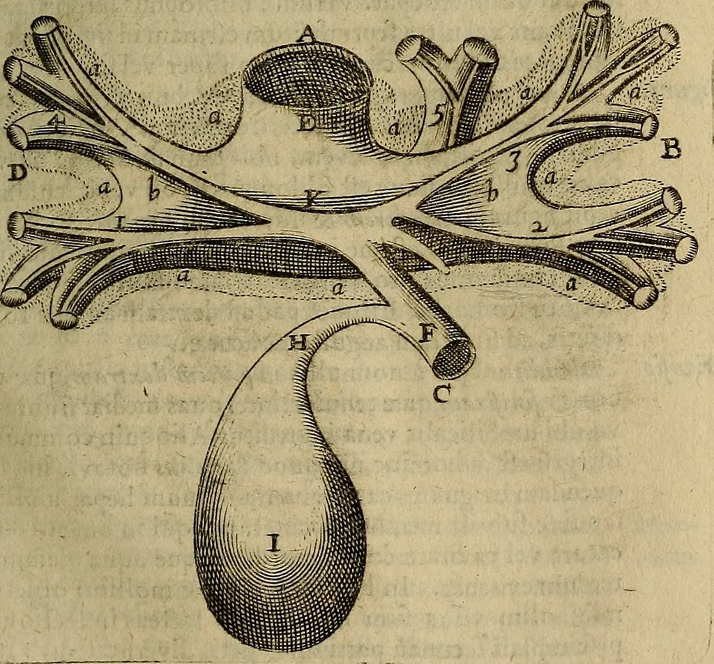 An illustration from Thomae Bartholini Archiatri Danici, Anatome quartum renovata : non tantum ex Institutionibus b.m. parentis, Caspari Bartholini, sed etiam ex omnium cùm veterum, tum recentiorum observationibus, ad circulationem Harveianam, & vasa lymphatica directis : cum iconibus novis et indicibus, 1684, leaf 166