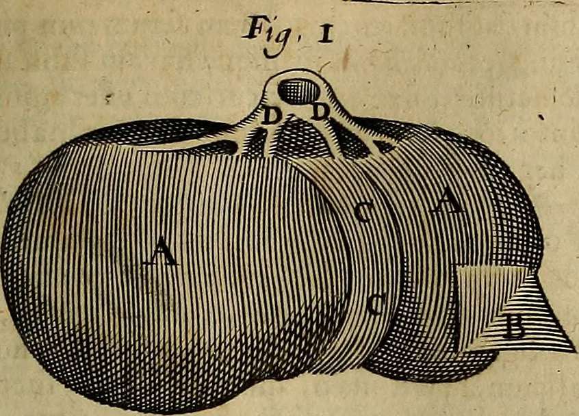 An illustration from Thomae Bartholini Archiatri Danici, Anatome quartum renovata : non tantum ex Institutionibus b.m. parentis, Caspari Bartholini, sed etiam ex omnium cùm veterum, tum recentiorum observationibus, ad circulationem Harveianam, & vasa lymphatica directis : cum iconibus novis et indicibus, 1684, leaf 170