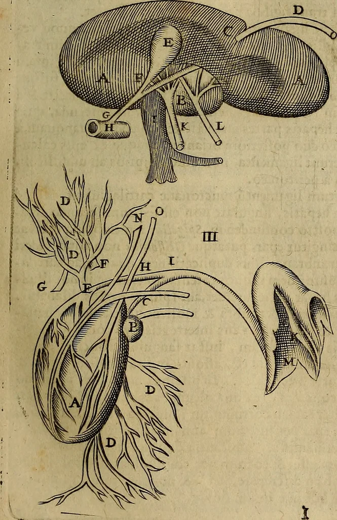 An illustration from Thomae Bartholini Archiatri Danici, Anatome quartum renovata : non tantum ex Institutionibus b.m. parentis, Caspari Bartholini, sed etiam ex omnium cùm veterum, tum recentiorum observationibus, ad circulationem Harveianam, & vasa lymphatica directis : cum iconibus novis et indicibus, 1684, leaf 170
