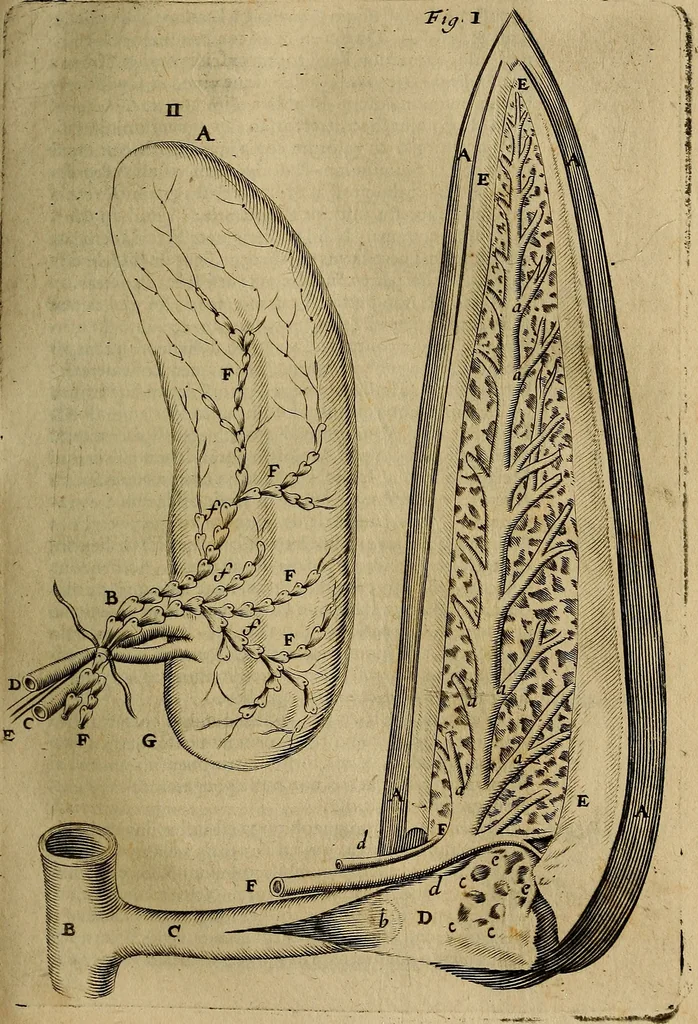 An illustration from Thomae Bartholini Archiatri Danici, Anatome quartum renovata : non tantum ex Institutionibus b.m. parentis, Caspari Bartholini, sed etiam ex omnium cùm veterum, tum recentiorum observationibus, ad circulationem Harveianam, & vasa lymphatica directis : cum iconibus novis et indicibus, 1684, leaf 198