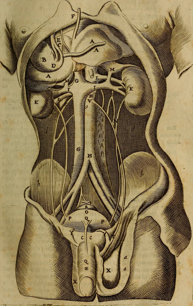 An illustration from Thomae Bartholini Archiatri Danici, Anatome quartum renovata : non tantum ex Institutionibus b.m. parentis, Caspari Bartholini, sed etiam ex omnium cùm veterum, tum recentiorum observationibus, ad circulationem Harveianam, & vasa lymphatica directis : cum iconibus novis et indicibus, 1684, leaf 216