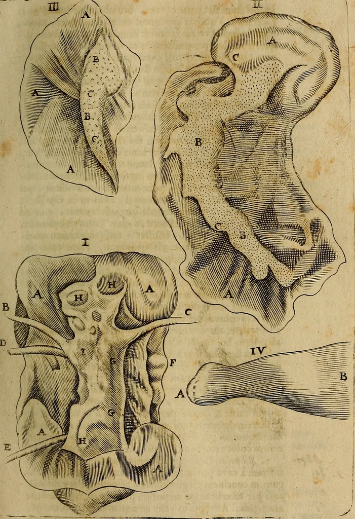 An illustration from Thomae Bartholini Archiatri Danici, Anatome quartum renovata : non tantum ex Institutionibus b.m. parentis, Caspari Bartholini, sed etiam ex omnium cùm veterum, tum recentiorum observationibus, ad circulationem Harveianam, & vasa lymphatica directis : cum iconibus novis et indicibus, 1684, leaf 224