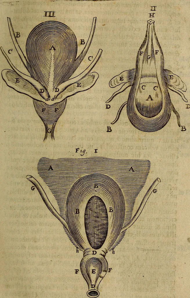 An illustration from Thomae Bartholini Archiatri Danici, Anatome quartum renovata : non tantum ex Institutionibus b.m. parentis, Caspari Bartholini, sed etiam ex omnium cùm veterum, tum recentiorum observationibus, ad circulationem Harveianam, & vasa lymphatica directis : cum iconibus novis et indicibus, 1684, leaf 240