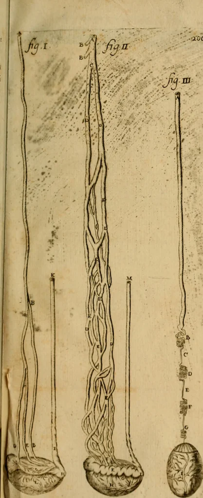An illustration from Thomae Bartholini Archiatri Danici, Anatome quartum renovata : non tantum ex Institutionibus b.m. parentis, Caspari Bartholini, sed etiam ex omnium cùm veterum, tum recentiorum observationibus, ad circulationem Harveianam, & vasa lymphatica directis : cum iconibus novis et indicibus, 1684, leaf 248