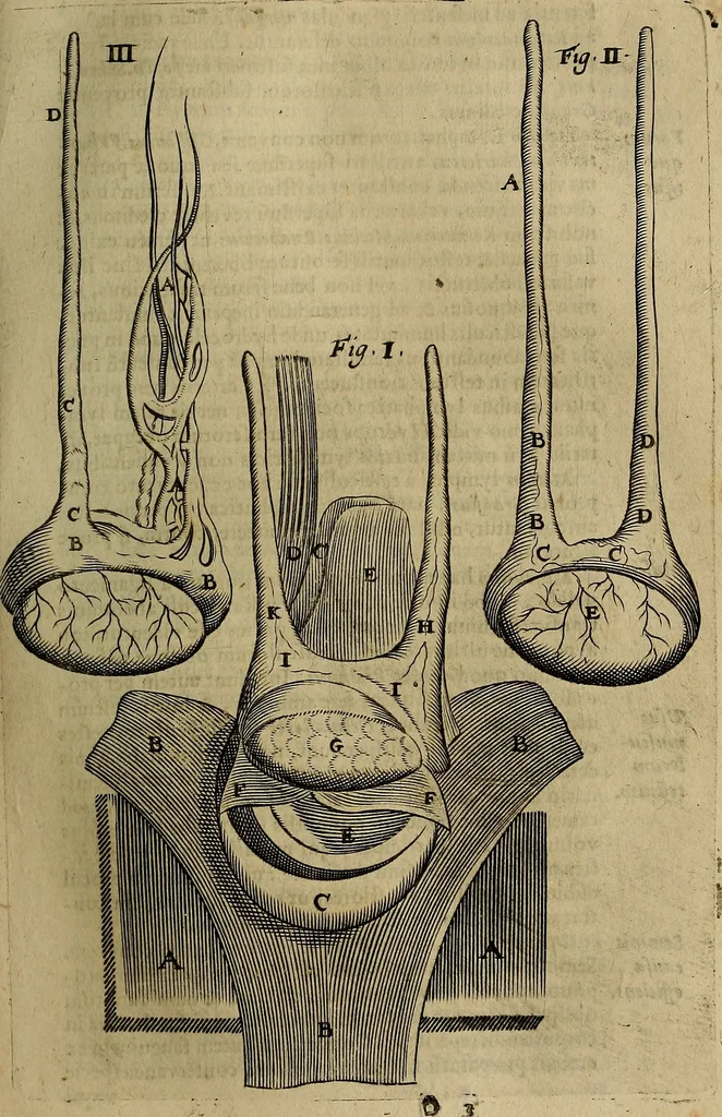 An illustration from Thomae Bartholini Archiatri Danici, Anatome quartum renovata : non tantum ex Institutionibus b.m. parentis, Caspari Bartholini, sed etiam ex omnium cùm veterum, tum recentiorum observationibus, ad circulationem Harveianam, & vasa lymphatica directis : cum iconibus novis et indicibus, 1684, leaf 256