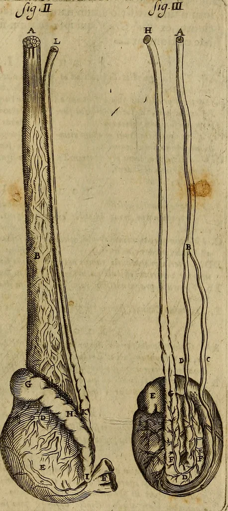 An illustration from Thomae Bartholini Archiatri Danici, Anatome quartum renovata : non tantum ex Institutionibus b.m. parentis, Caspari Bartholini, sed etiam ex omnium cùm veterum, tum recentiorum observationibus, ad circulationem Harveianam, & vasa lymphatica directis : cum iconibus novis et indicibus, 1684, leaf 260