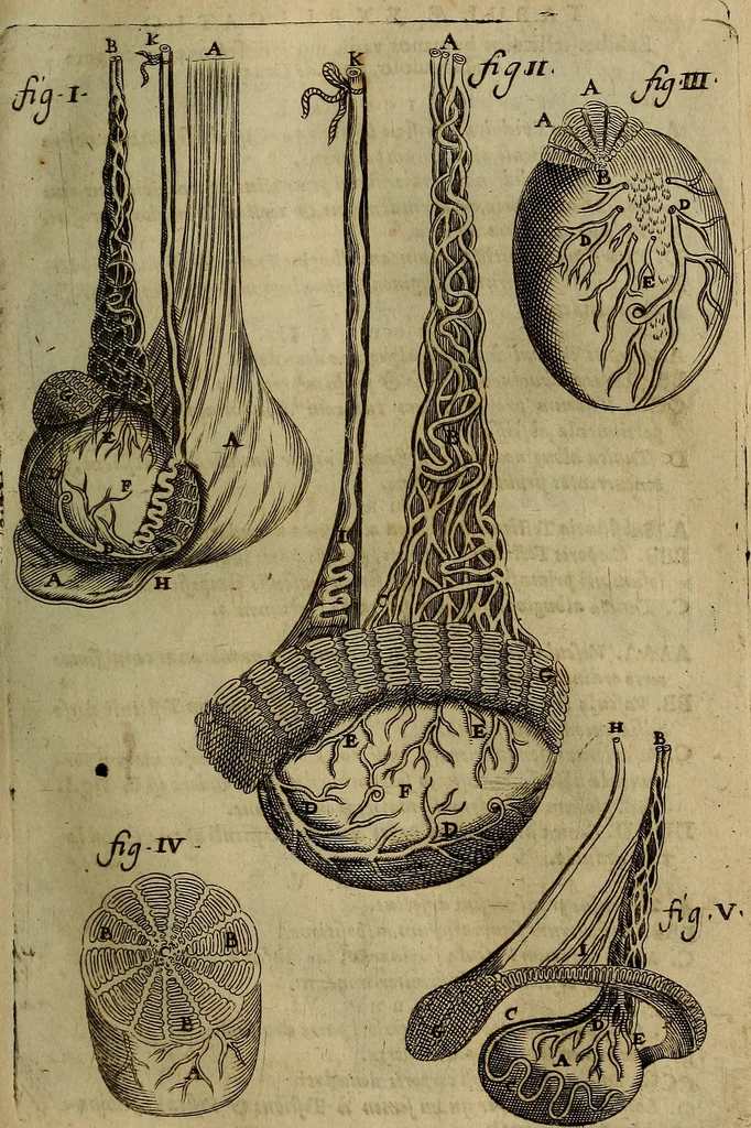 An illustration from Thomae Bartholini Archiatri Danici, Anatome quartum renovata : non tantum ex Institutionibus b.m. parentis, Caspari Bartholini, sed etiam ex omnium cùm veterum, tum recentiorum observationibus, ad circulationem Harveianam, & vasa lymphatica directis : cum iconibus novis et indicibus, 1684, leaf 262