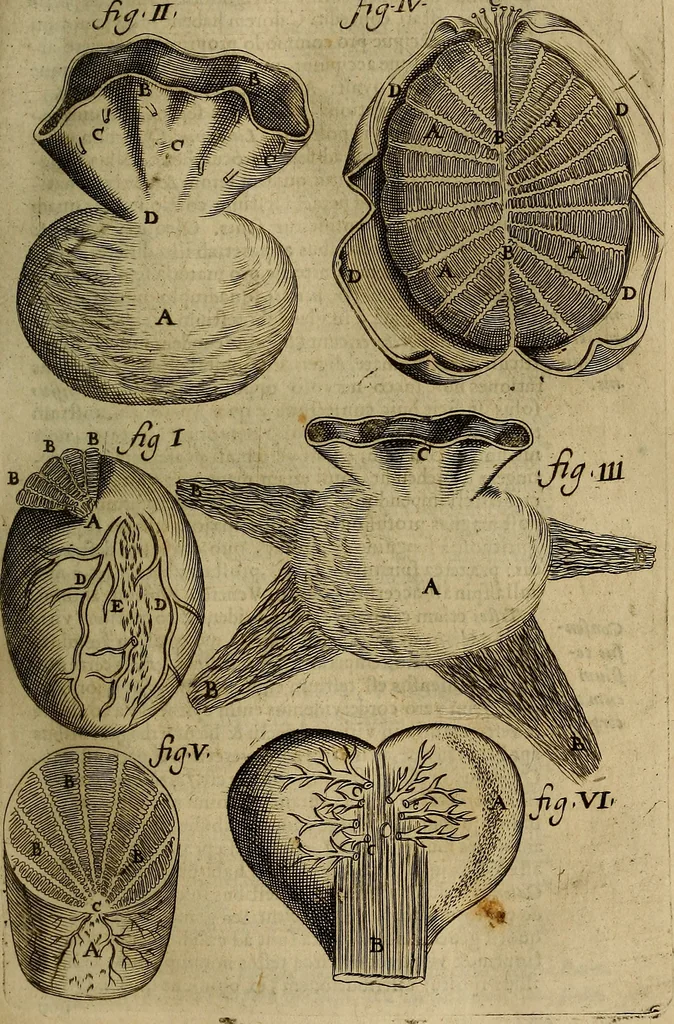 An illustration from Thomae Bartholini Archiatri Danici, Anatome quartum renovata : non tantum ex Institutionibus b.m. parentis, Caspari Bartholini, sed etiam ex omnium cùm veterum, tum recentiorum observationibus, ad circulationem Harveianam, & vasa lymphatica directis : cum iconibus novis et indicibus, 1684, leaf 264