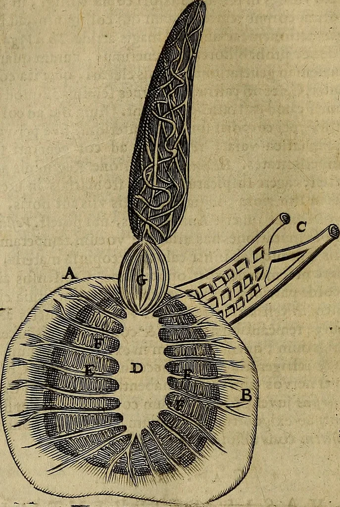 An illustration from Thomae Bartholini Archiatri Danici, Anatome quartum renovata : non tantum ex Institutionibus b.m. parentis, Caspari Bartholini, sed etiam ex omnium cùm veterum, tum recentiorum observationibus, ad circulationem Harveianam, & vasa lymphatica directis : cum iconibus novis et indicibus, 1684, leaf 267
