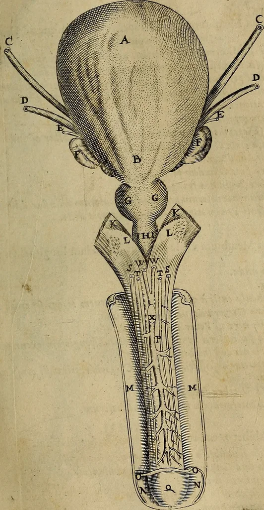 An illustration from Thomae Bartholini Archiatri Danici, Anatome quartum renovata : non tantum ex Institutionibus b.m. parentis, Caspari Bartholini, sed etiam ex omnium cùm veterum, tum recentiorum observationibus, ad circulationem Harveianam, & vasa lymphatica directis : cum iconibus novis et indicibus, 1684, leaf 284