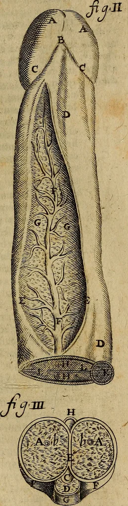 An illustration from Thomae Bartholini Archiatri Danici, Anatome quartum renovata : non tantum ex Institutionibus b.m. parentis, Caspari Bartholini, sed etiam ex omnium cùm veterum, tum recentiorum observationibus, ad circulationem Harveianam, & vasa lymphatica directis : cum iconibus novis et indicibus, 1684, leaf 286