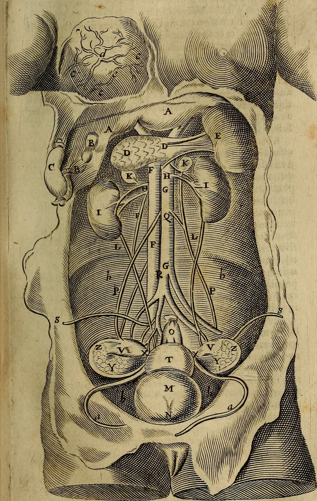 An illustration from Thomae Bartholini Archiatri Danici, Anatome quartum renovata : non tantum ex Institutionibus b.m. parentis, Caspari Bartholini, sed etiam ex omnium cùm veterum, tum recentiorum observationibus, ad circulationem Harveianam, & vasa lymphatica directis : cum iconibus novis et indicibus, 1684, leaf 294