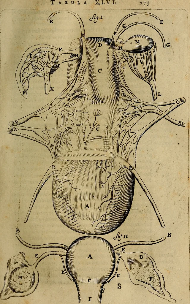 An illustration from Thomae Bartholini Archiatri Danici, Anatome quartum renovata : non tantum ex Institutionibus b.m. parentis, Caspari Bartholini, sed etiam ex omnium cùm veterum, tum recentiorum observationibus, ad circulationem Harveianam, & vasa lymphatica directis : cum iconibus novis et indicibus, 1684, leaf 316