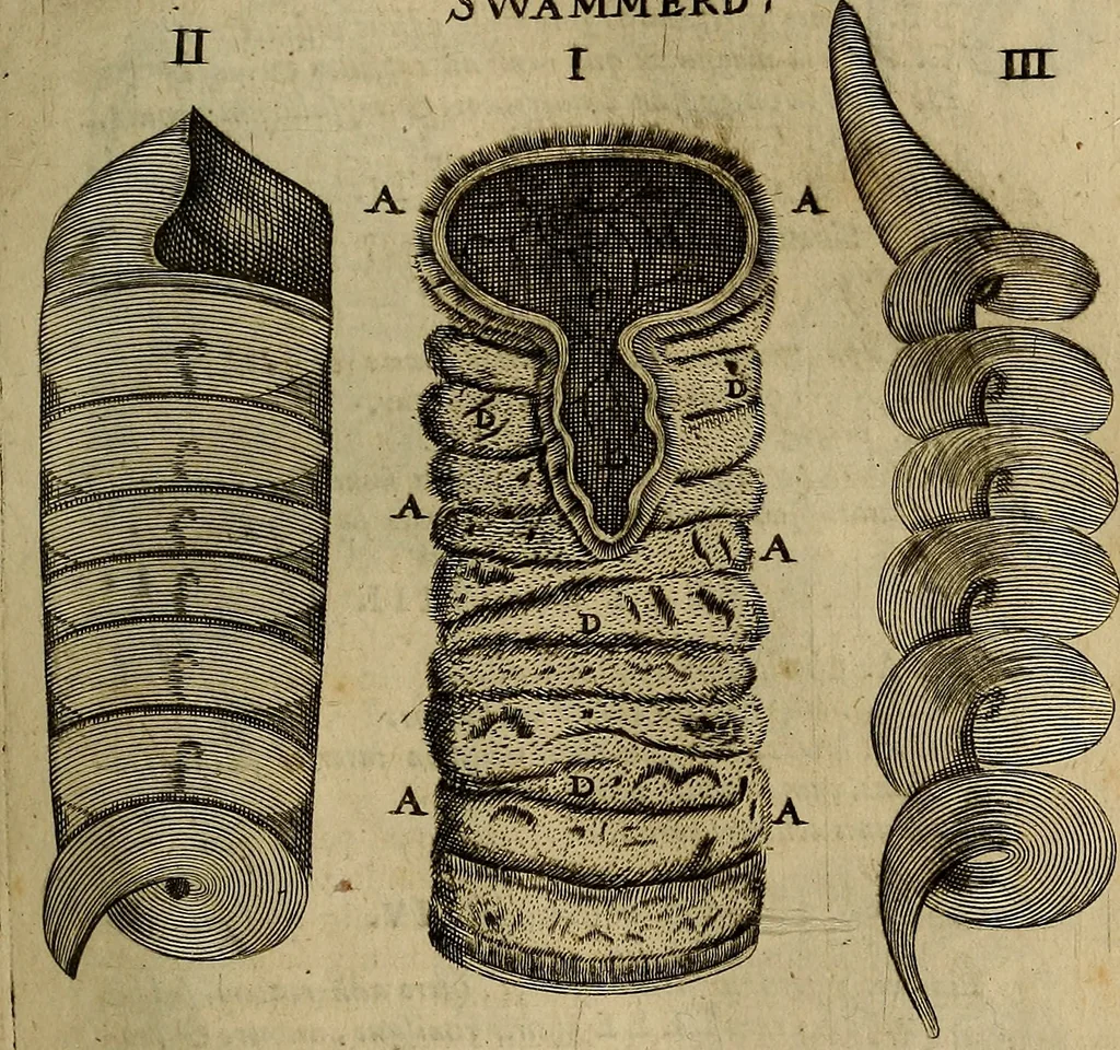 An illustration from Thomae Bartholini Archiatri Danici, Anatome quartum renovata : non tantum ex Institutionibus b.m. parentis, Caspari Bartholini, sed etiam ex omnium cùm veterum, tum recentiorum observationibus, ad circulationem Harveianam, & vasa lymphatica directis : cum iconibus novis et indicibus, 1684, leaf 342