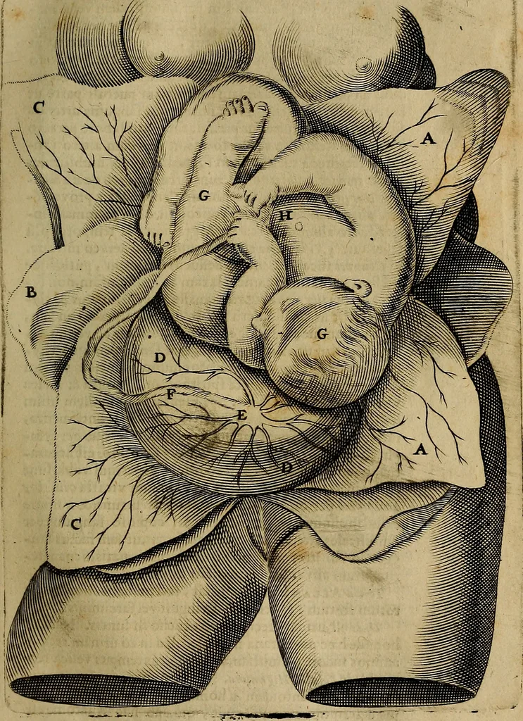An illustration from Thomae Bartholini Archiatri Danici, Anatome quartum renovata : non tantum ex Institutionibus b.m. parentis, Caspari Bartholini, sed etiam ex omnium cùm veterum, tum recentiorum observationibus, ad circulationem Harveianam, & vasa lymphatica directis : cum iconibus novis et indicibus, 1684, leaf 352