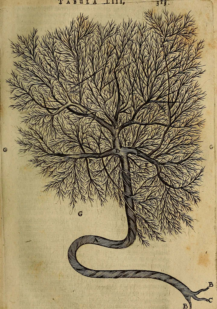 An illustration from Thomae Bartholini Archiatri Danici, Anatome quartum renovata : non tantum ex Institutionibus b.m. parentis, Caspari Bartholini, sed etiam ex omnium cùm veterum, tum recentiorum observationibus, ad circulationem Harveianam, & vasa lymphatica directis : cum iconibus novis et indicibus, 1684, leaf 358