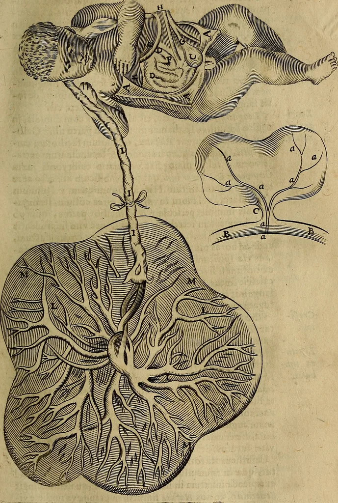 An illustration from Thomae Bartholini Archiatri Danici, Anatome quartum renovata : non tantum ex Institutionibus b.m. parentis, Caspari Bartholini, sed etiam ex omnium cùm veterum, tum recentiorum observationibus, ad circulationem Harveianam, & vasa lymphatica directis : cum iconibus novis et indicibus, 1684, leaf 362