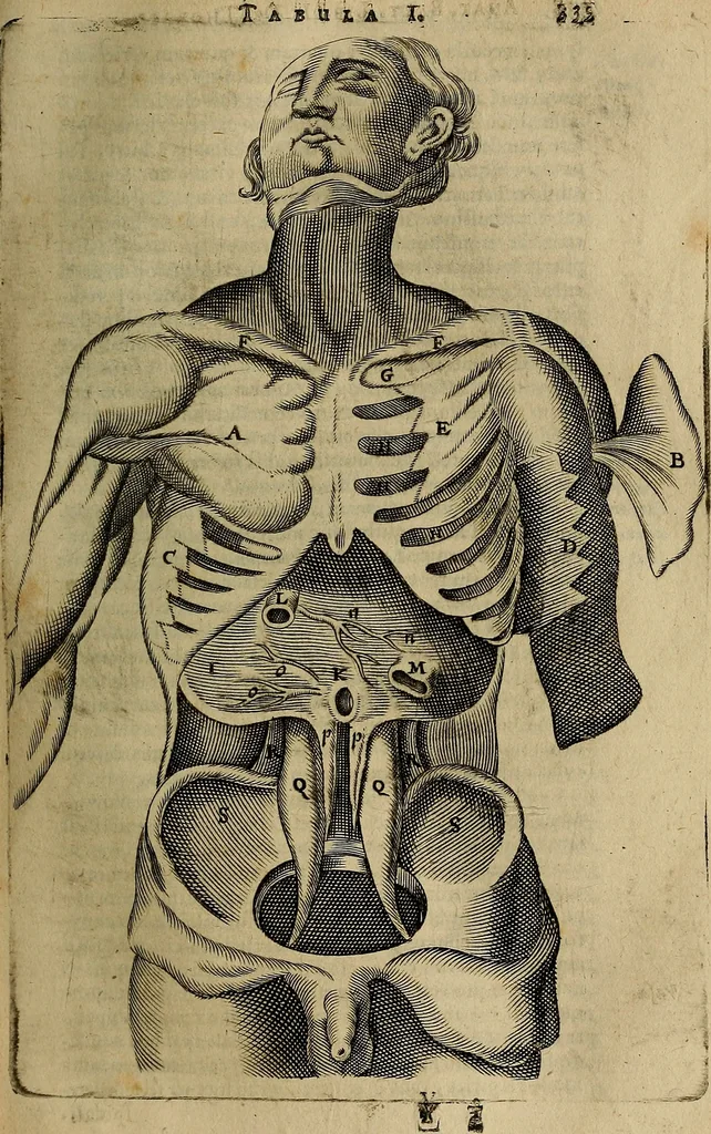 An illustration from Thomae Bartholini Archiatri Danici, Anatome quartum renovata : non tantum ex Institutionibus b.m. parentis, Caspari Bartholini, sed etiam ex omnium cùm veterum, tum recentiorum observationibus, ad circulationem Harveianam, & vasa lymphatica directis : cum iconibus novis et indicibus, 1684, leaf 386