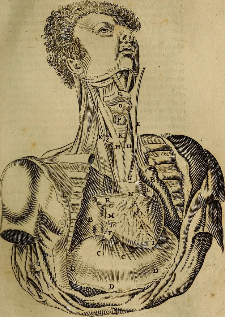 An illustration from Thomae Bartholini Archiatri Danici, Anatome quartum renovata : non tantum ex Institutionibus b.m. parentis, Caspari Bartholini, sed etiam ex omnium cùm veterum, tum recentiorum observationibus, ad circulationem Harveianam, & vasa lymphatica directis : cum iconibus novis et indicibus, 1684, leaf 406