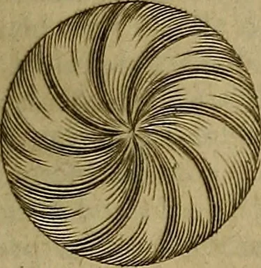 An illustration from Thomae Bartholini Archiatri Danici, Anatome quartum renovata : non tantum ex Institutionibus b.m. parentis, Caspari Bartholini, sed etiam ex omnium cùm veterum, tum recentiorum observationibus, ad circulationem Harveianam, & vasa lymphatica directis : cum iconibus novis et indicibus, 1684, leaf 408
