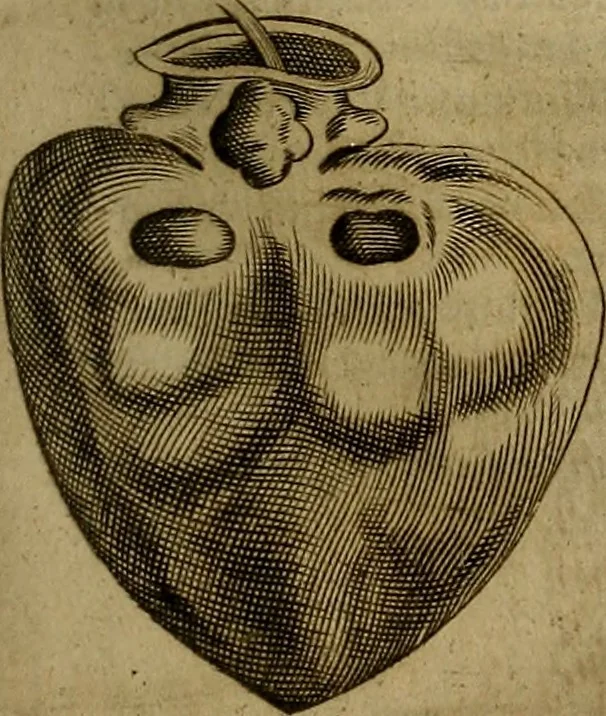 An illustration from Thomae Bartholini Archiatri Danici, Anatome quartum renovata : non tantum ex Institutionibus b.m. parentis, Caspari Bartholini, sed etiam ex omnium cùm veterum, tum recentiorum observationibus, ad circulationem Harveianam, & vasa lymphatica directis : cum iconibus novis et indicibus, 1684, leaf 408